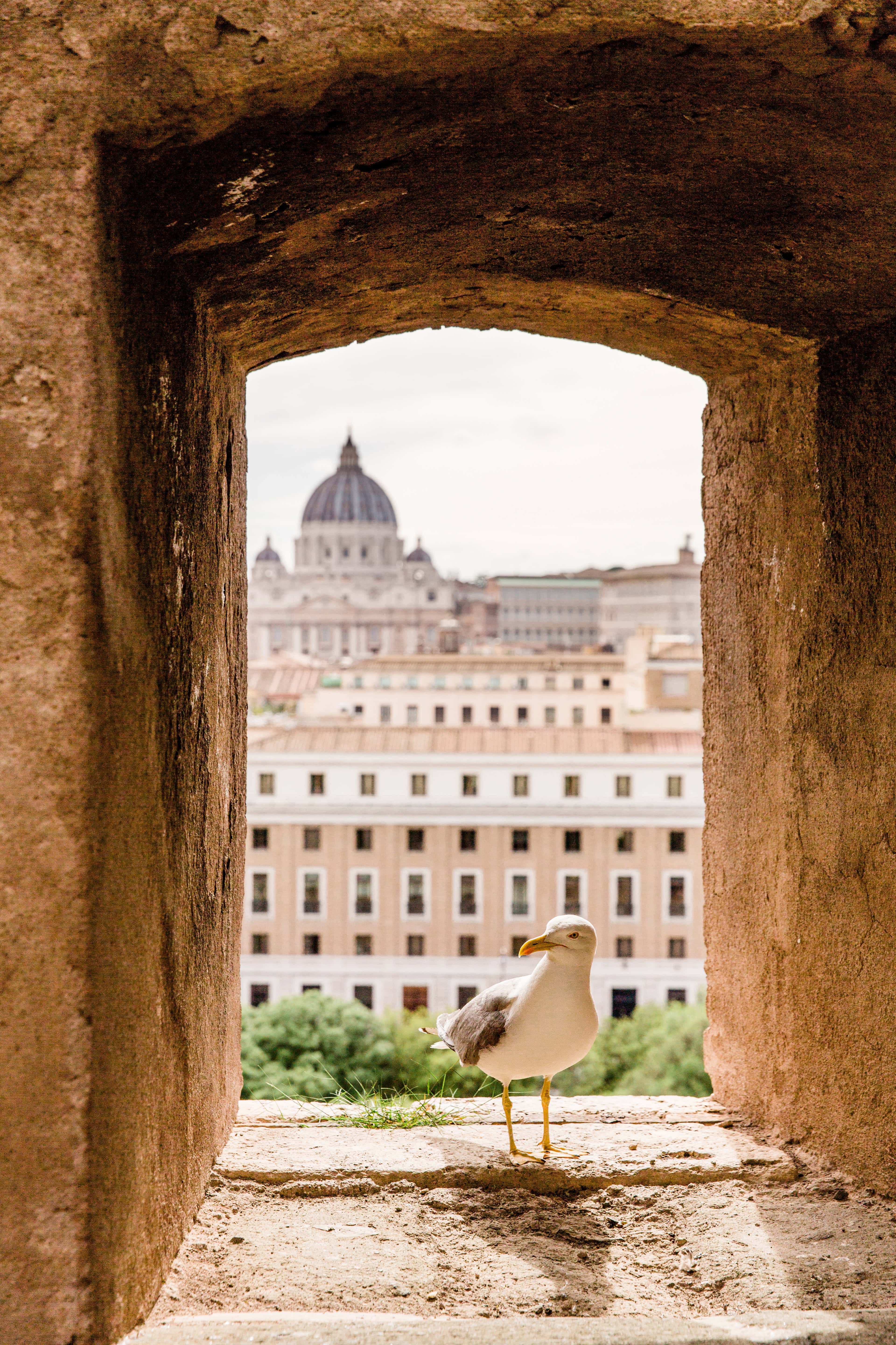 a seagull sitting inside a window with a view of the Vatican dome in the background