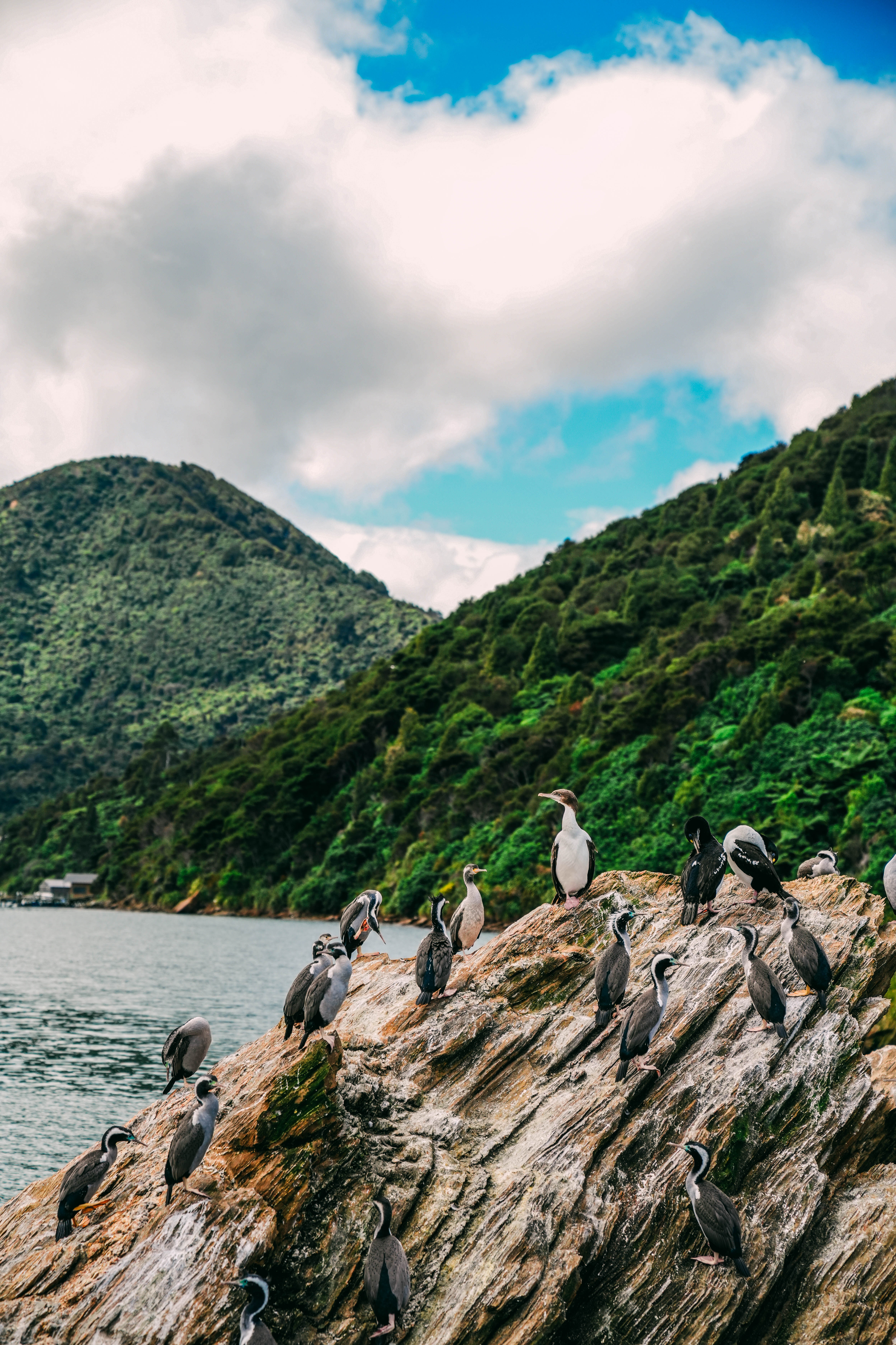 birds sitting on a rock near the sea
