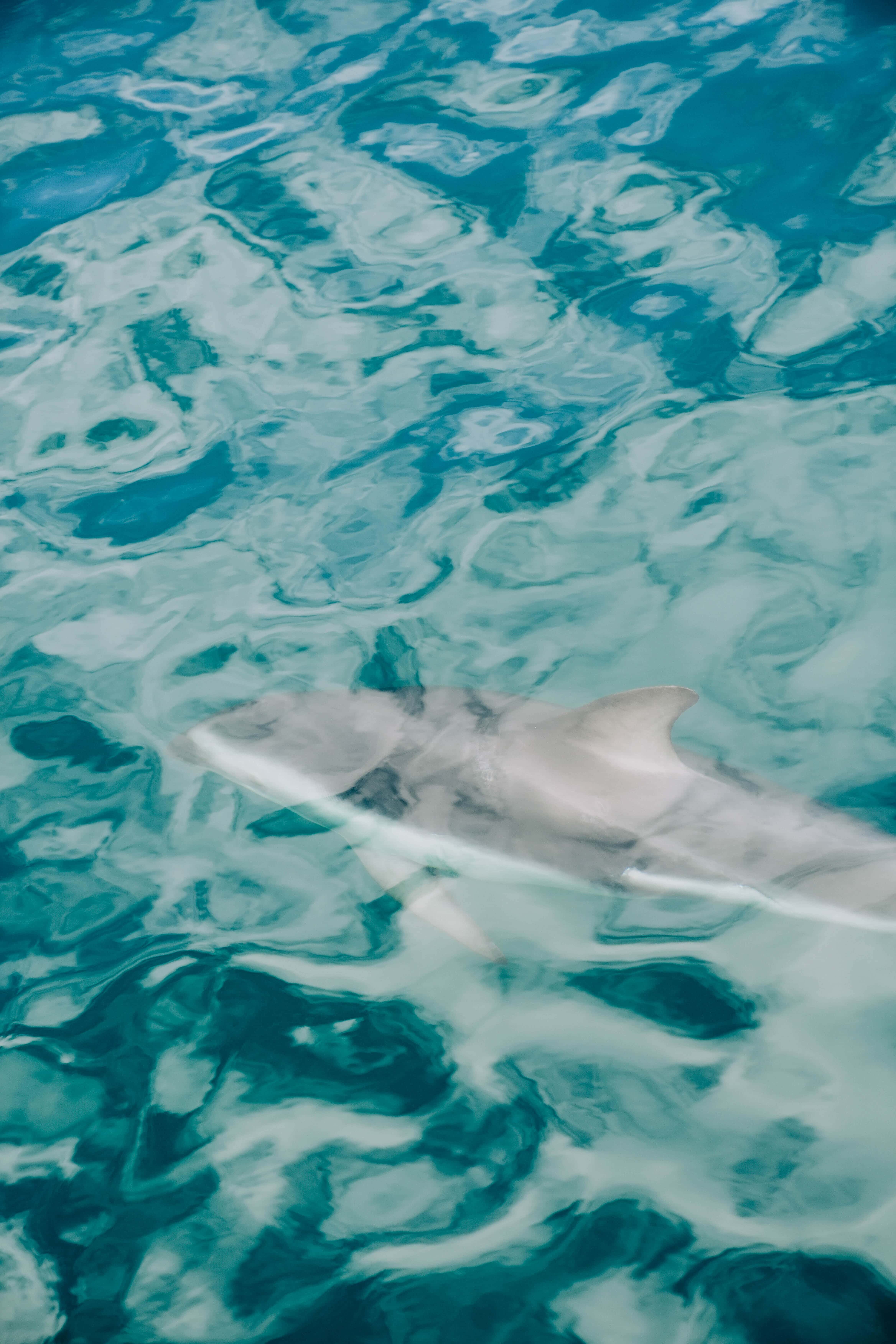 one dolphin swimming