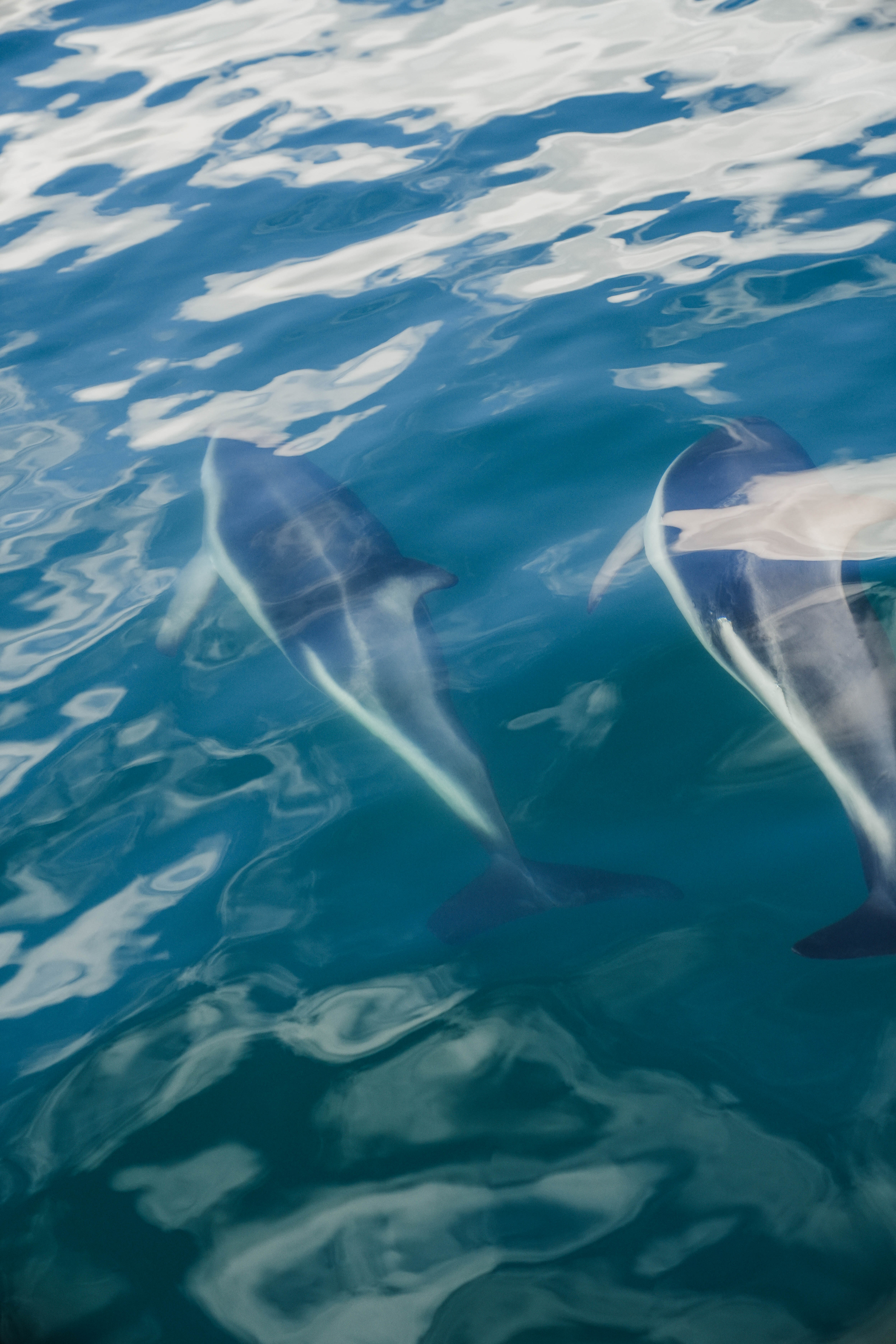 two dolphins swimming