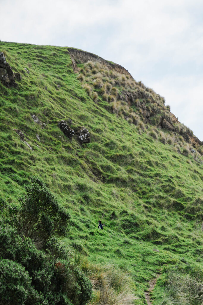 a yellow penguin on a green hillside