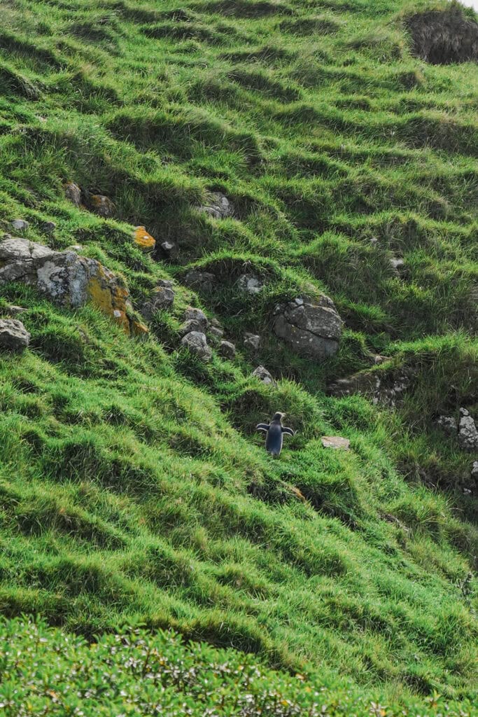a yellow penguin with its arms stretched out