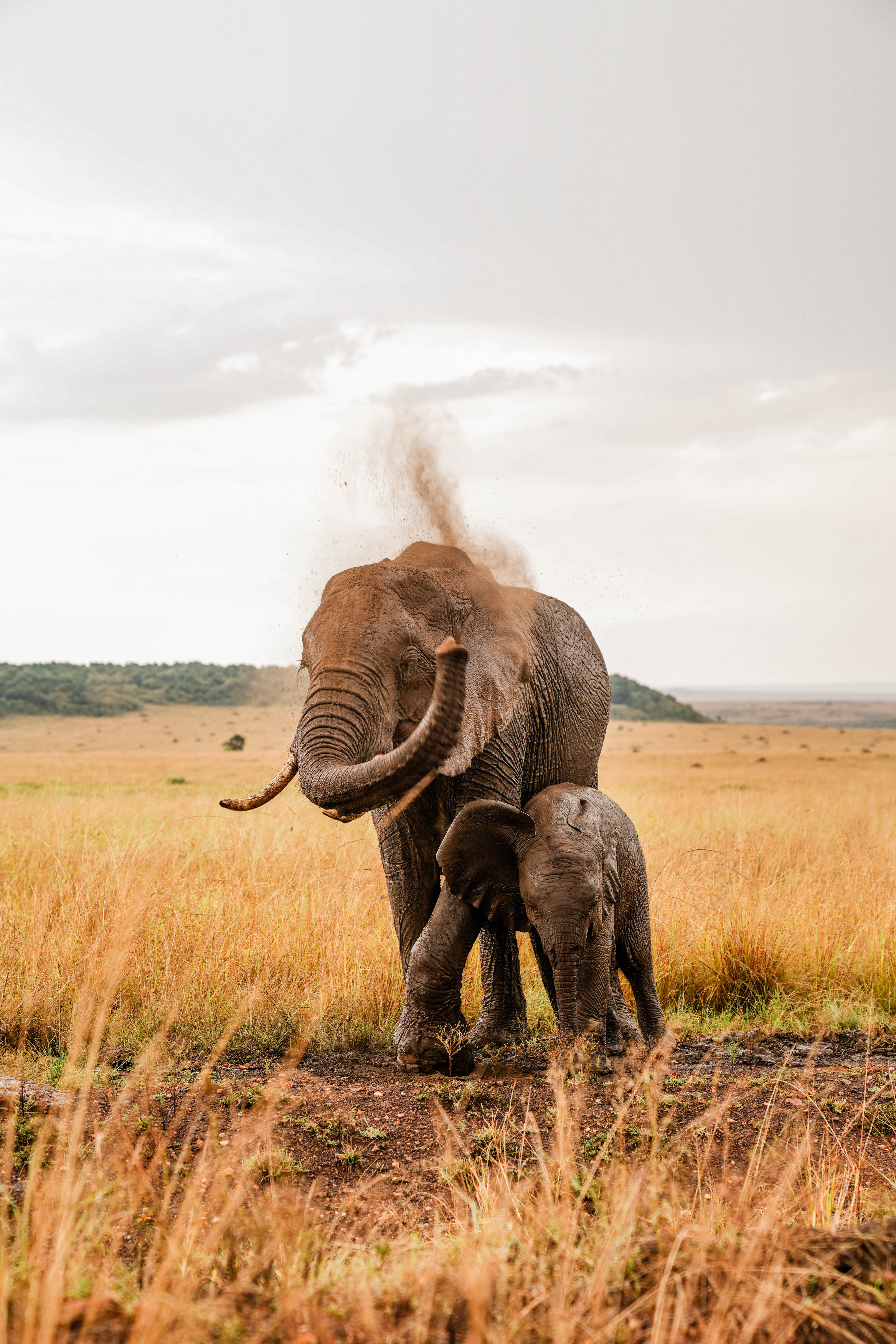 an elephant tossing dirt on itself
