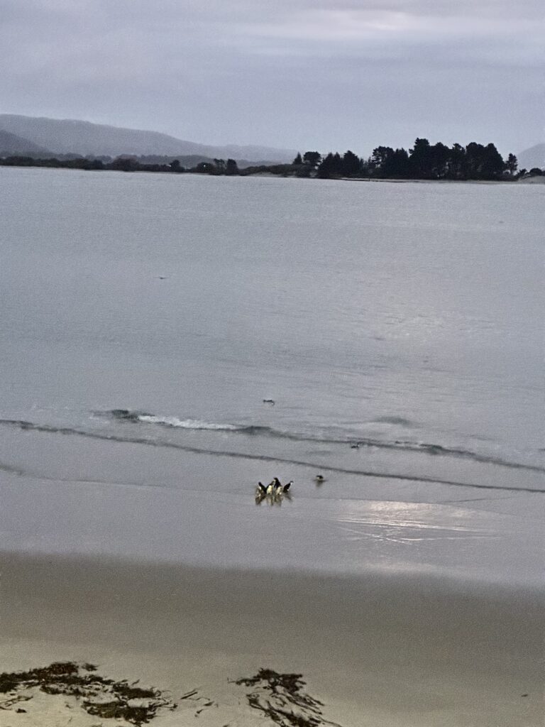 a raft of little blue penguins coming ashore