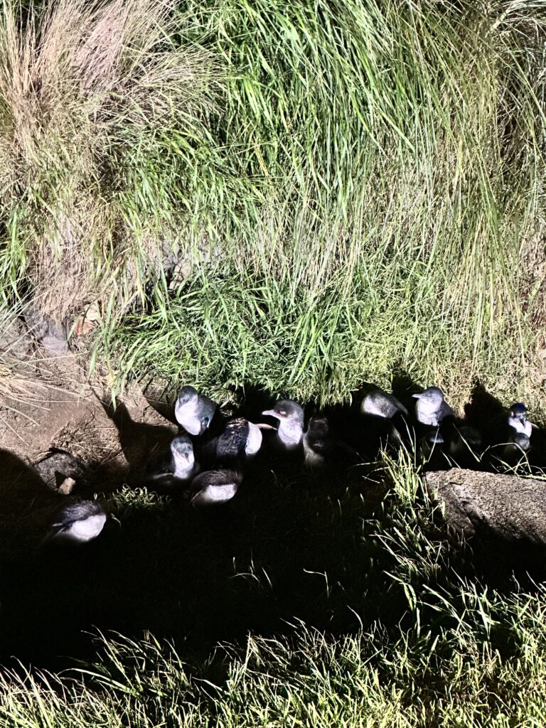 multiple little blue penguins making their way to their nest