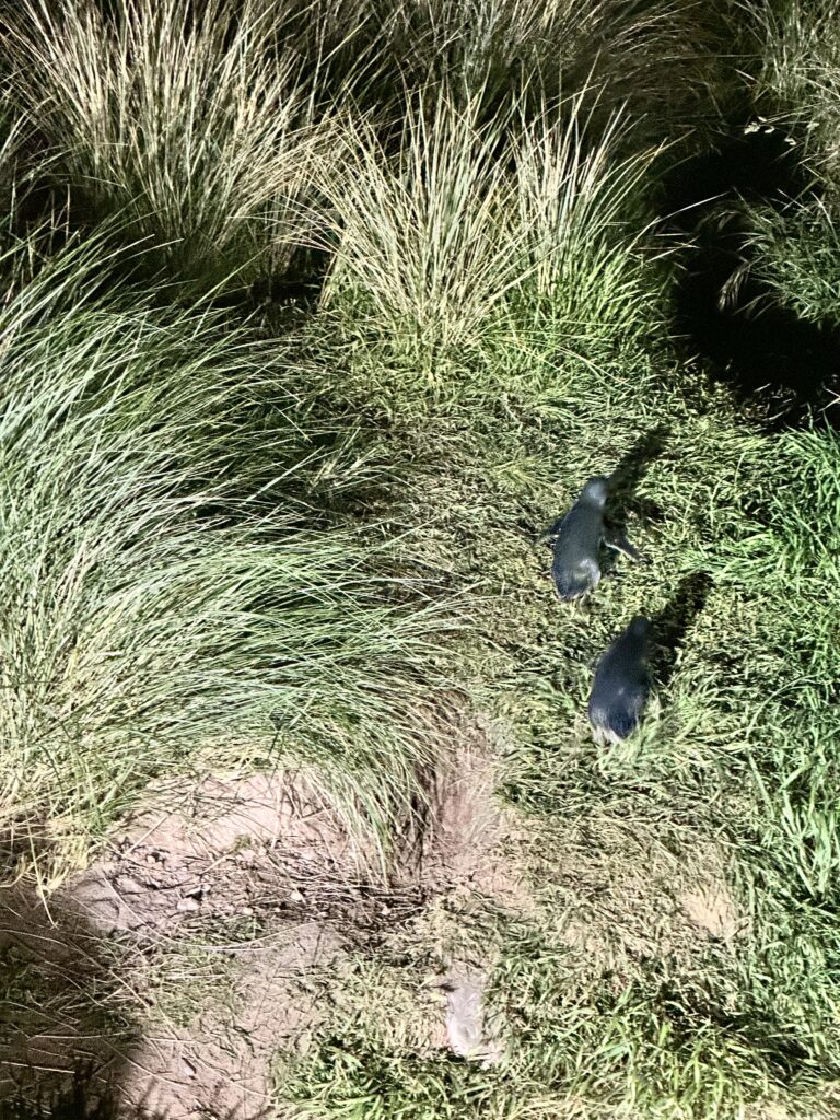 a little blue penguin on land